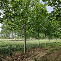 原生法桐价格 29公分法桐价格 8公分法桐价格