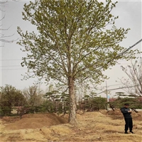 法桐价格更新 15公分法桐价格 8公分法桐价格