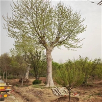 法桐批发价格 27公分法桐价格 28公分法桐价格