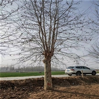 法桐树多少钱 5公分法桐价格 12公分法桐价格