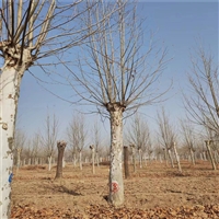 法桐2025年价格 21公分法桐价格 10公分法桐价格