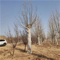 法桐树价格表 25公分法桐价格 8公分法桐价格