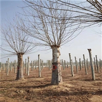 法桐价格更新 13公分法桐价格 50公分法桐价格