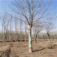 法桐树基地 25公分法桐价格 12公分法桐价格