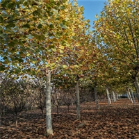 法桐菏泽产地 17公分法桐价格 28公分法桐价格