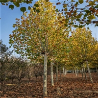 法桐菏泽产地 15公分法桐价格 28公分法桐价格