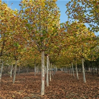 法桐树基地 21公分法桐价格 8公分法桐价格