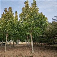 法桐截杆2年冠价格 27公分法桐价格 28公分法桐价格