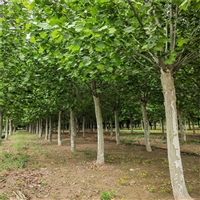 法桐价格更新 9公分法桐价格 24公分法桐价格