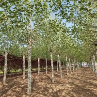 法桐菏泽产地 35公分法桐价格 14公分法桐价格