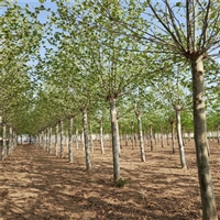 法桐胸径价格 29公分法桐价格 28公分法桐价格