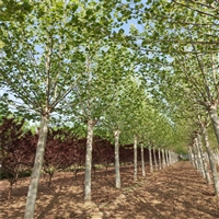 法桐种植技术 23公分法桐价格 10公分法桐价格