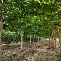 法桐树价格表 21公分法桐价格 24公分法桐价格