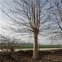 法桐树基地 23公分法桐价格 28公分法桐价格